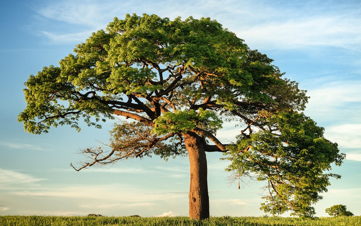 Healthy mature tree with a full green canopy
